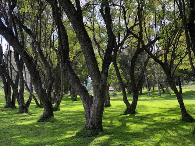 Empty green space between trees, Elysian Park